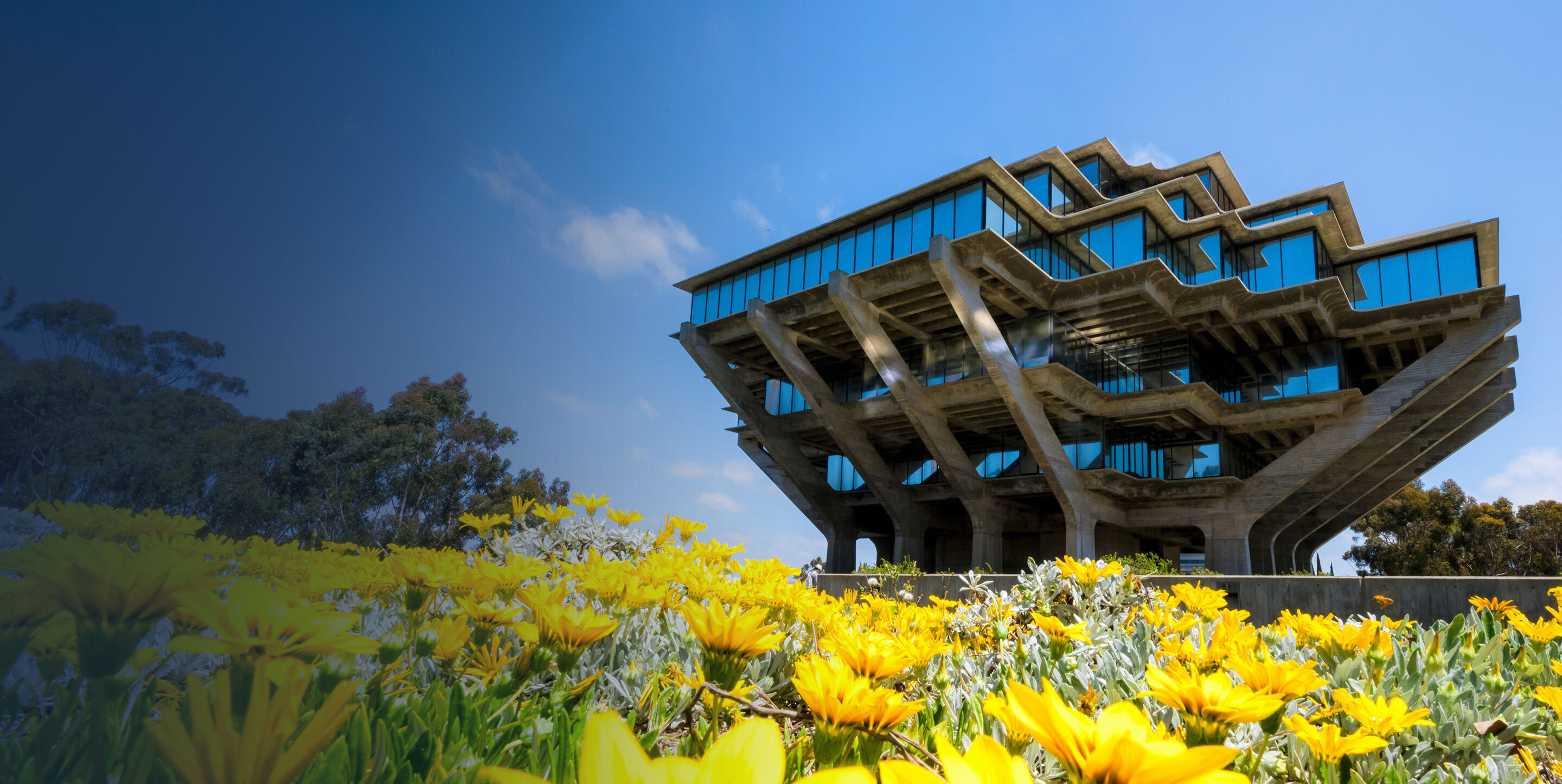 A photo of Geisel Library on a sunny, cloudless day. Yellow flowers are blooming in the grass below. 