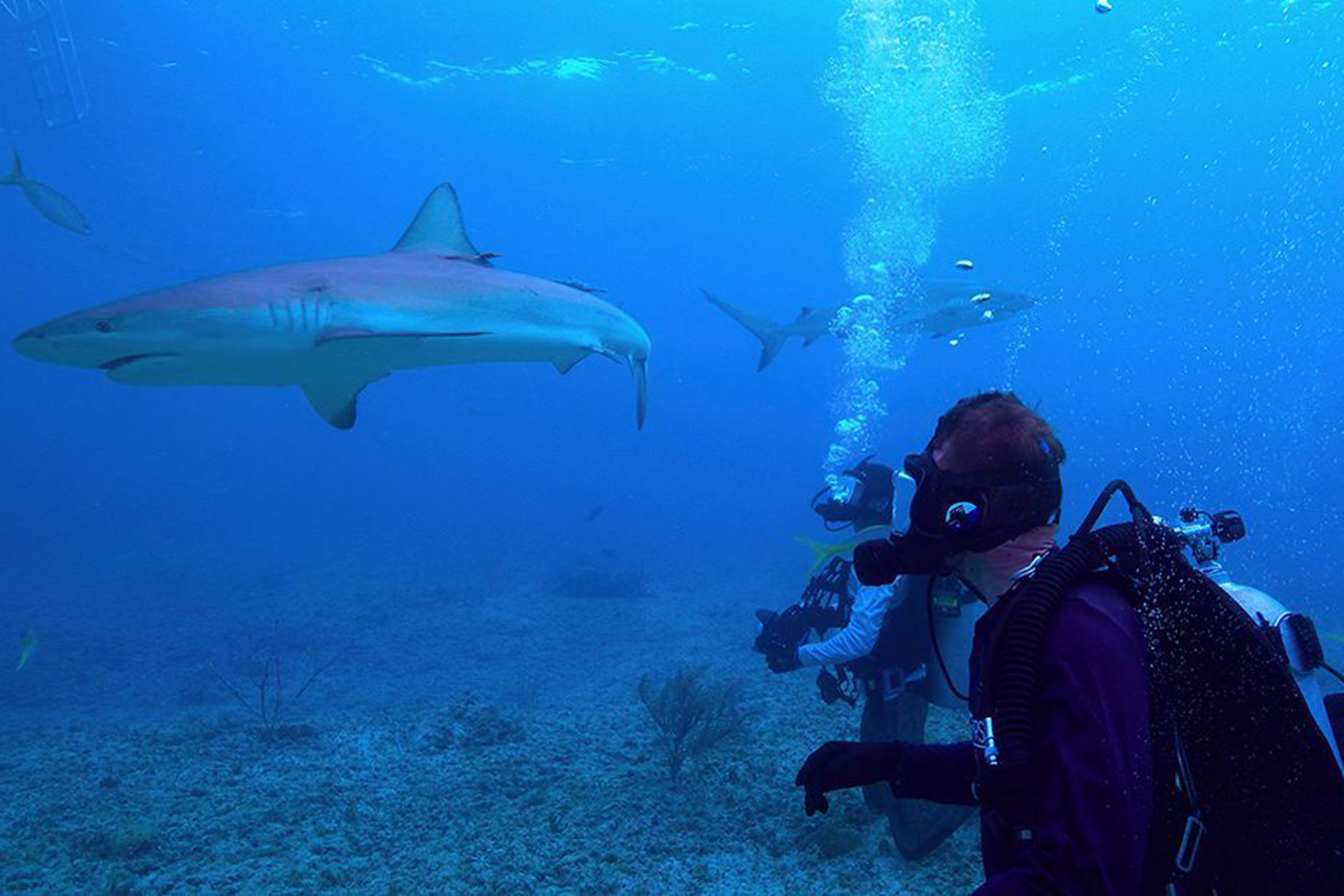 Diver photographs a shark underwater
