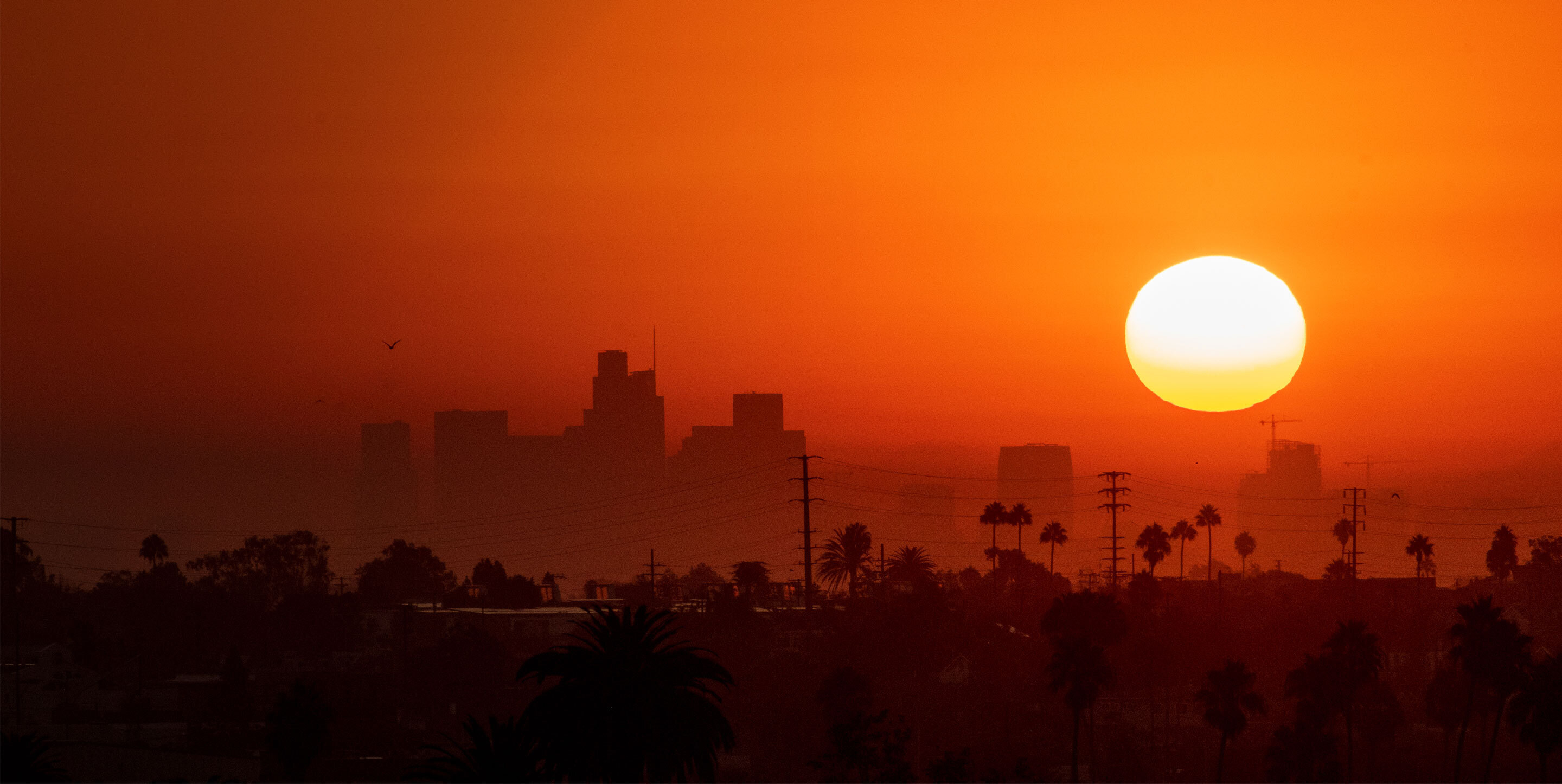 Los Angeles skyline with palm trees, orange sky and blazing sun