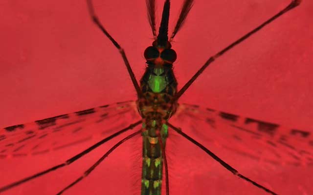 New Genetic Technology Developed to Halt Malaria-Spreading Mosquitoes